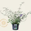 Buddleja davidii 'Nanho Blue'