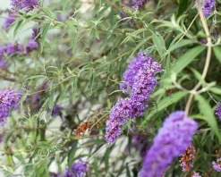 Buddleja davidii 'Nanho Blue'