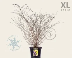 Buddleja davidii 'Nanho Blue' - XL