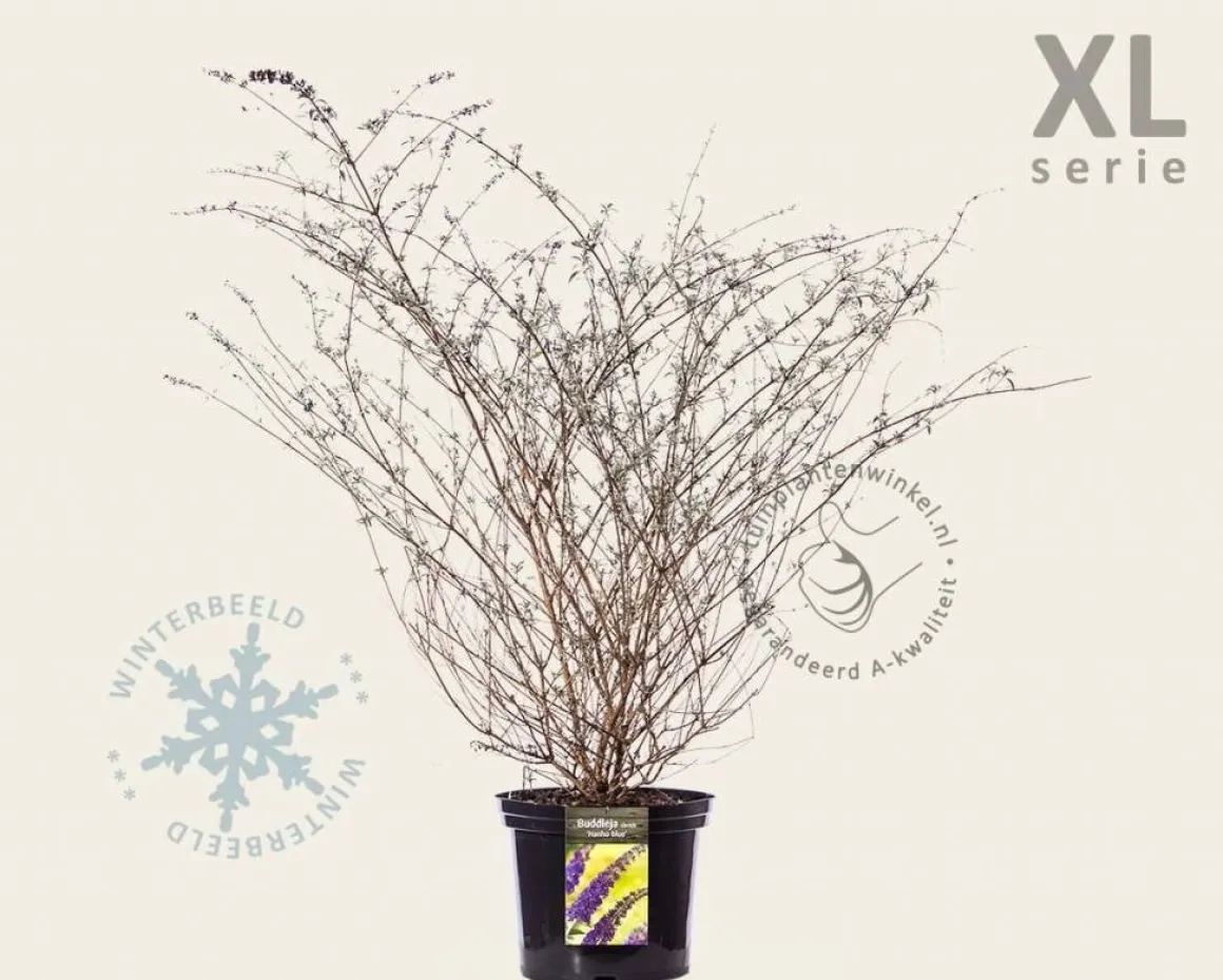 Buddleja davidii 'Nanho Blue' - XL