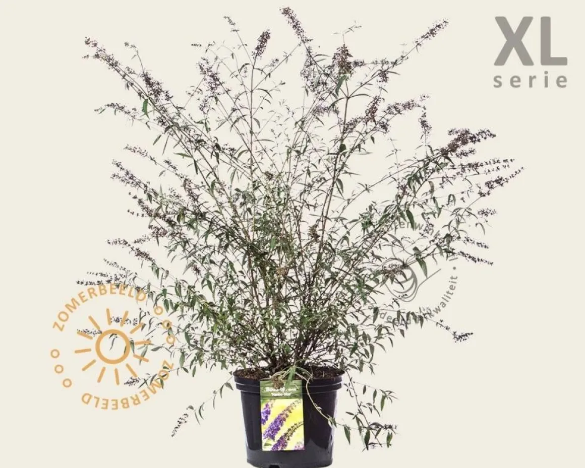 Buddleja davidii 'Nanho Blue' - XL
