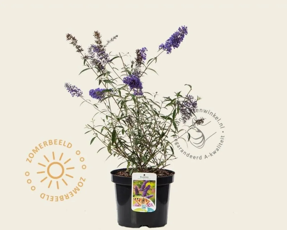 Buddleja davidii 'Nanho Purple'