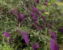 Buddleja davidii 'Nanho Purple'