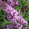 Buddleja davidii 'Pink Delight' - XL