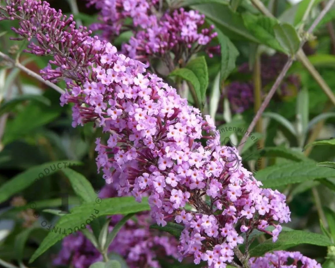 Buddleja davidii 'Pink Delight' - XL