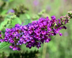Buddleja davidii 'Purple Chip'