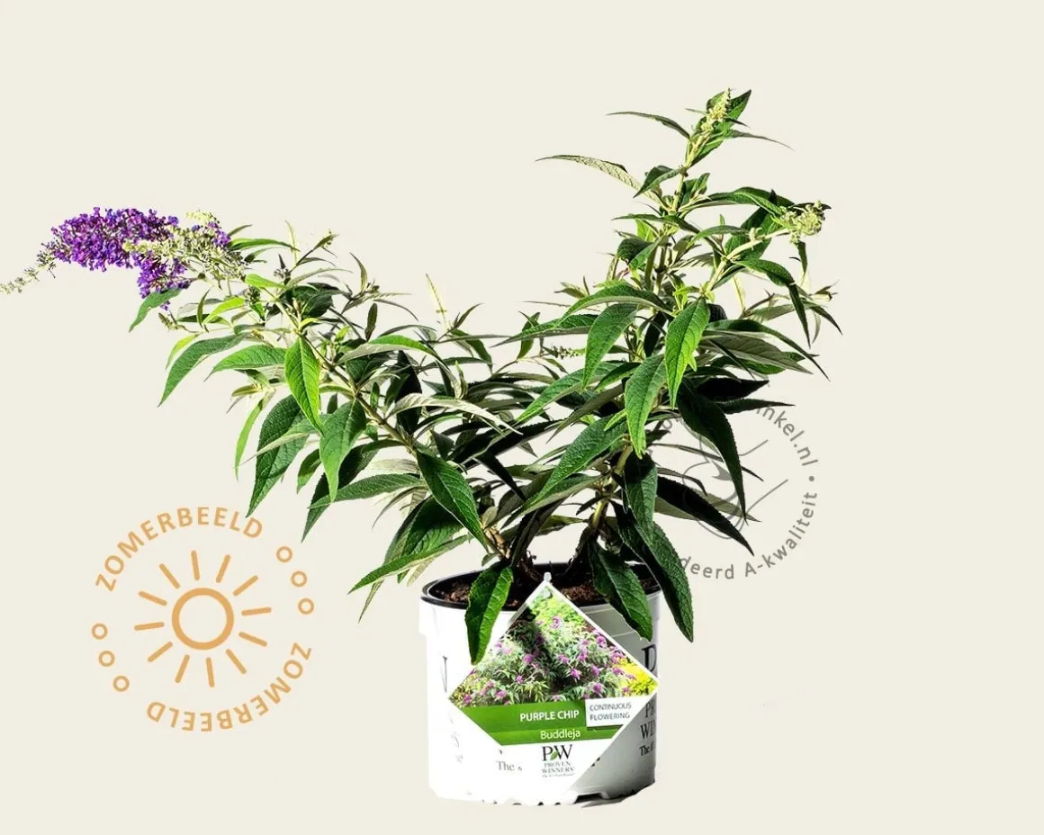 Buddleja davidii 'Purple Chip'