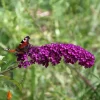 Buddleja davidii 'Royal Red'