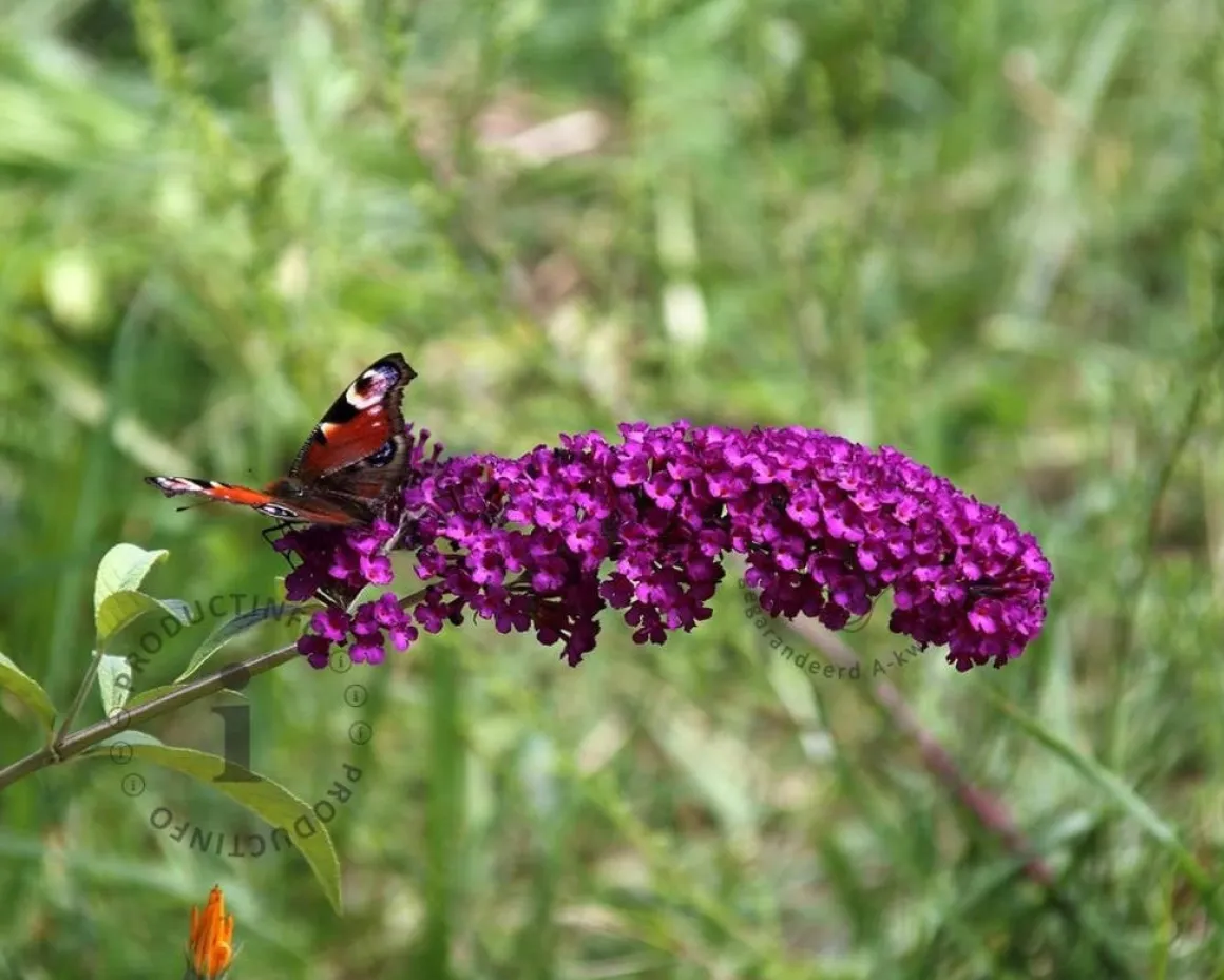 Buddleja davidii 'Royal Red'