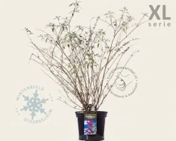 Buddleja davidii 'Royal Red' - XL