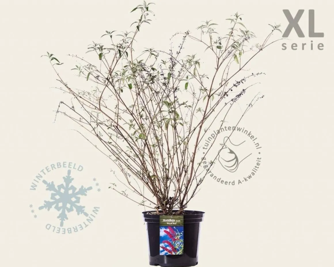 Buddleja davidii 'Royal Red' - XL