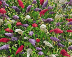 Buddleja davidii 'Tricolor'