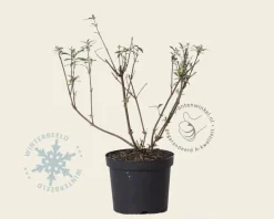 Buddleja davidii 'White Bouquet'