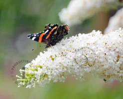 Buddleja davidii 'White Bouquet'