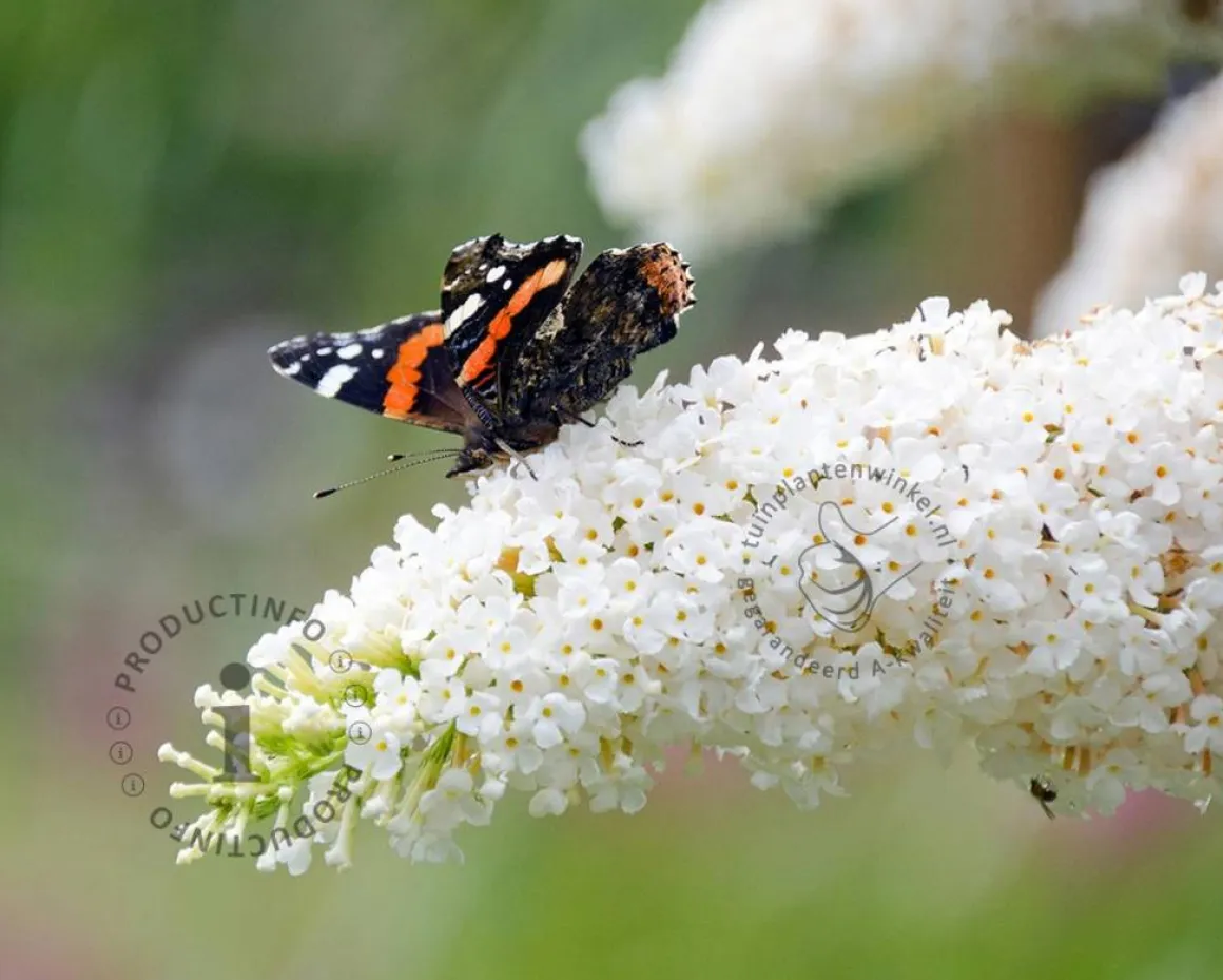 Buddleja davidii 'White Bouquet'