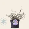 Buddleja davidii 'White Chip'