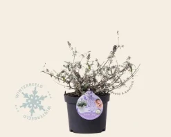 Buddleja davidii 'White Chip'