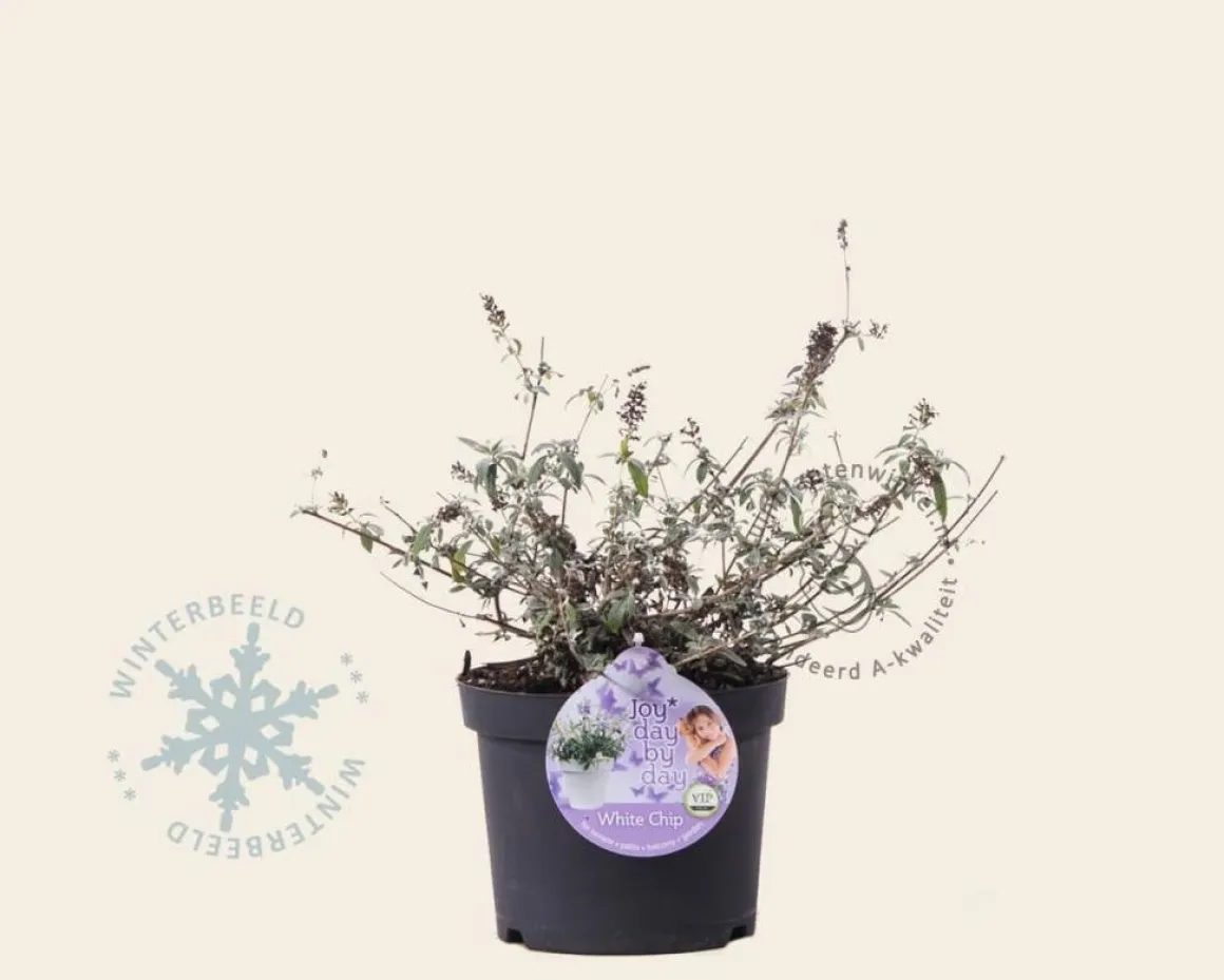 Buddleja davidii 'White Chip'