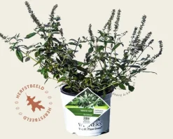 Buddleja davidii 'White Chip'