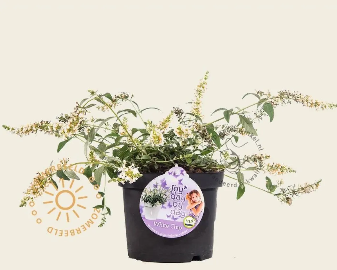 Buddleja davidii 'White Chip'