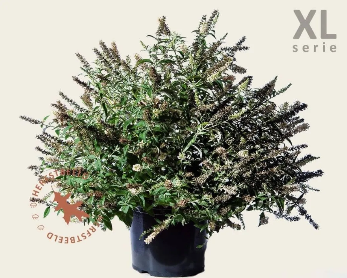 Buddleja davidii 'White Chip' - XL