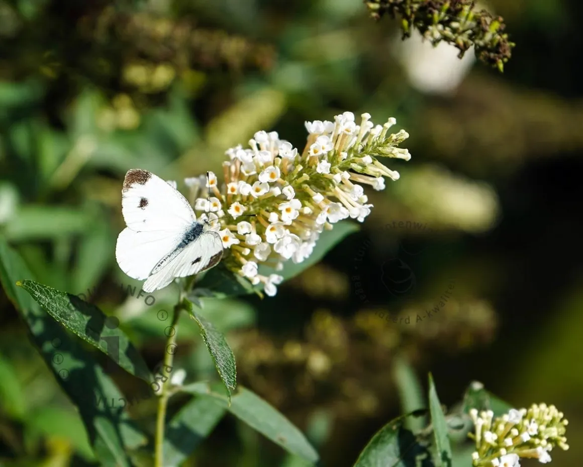 Buddleja davidii 'White Chip' - XL