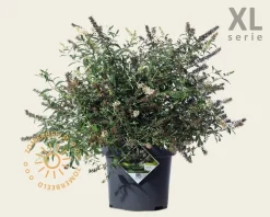 Buddleja davidii 'White Chip' - XL