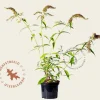 Buddleja davidii 'White Profusion'