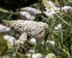 Buddleja davidii 'White Profusion'