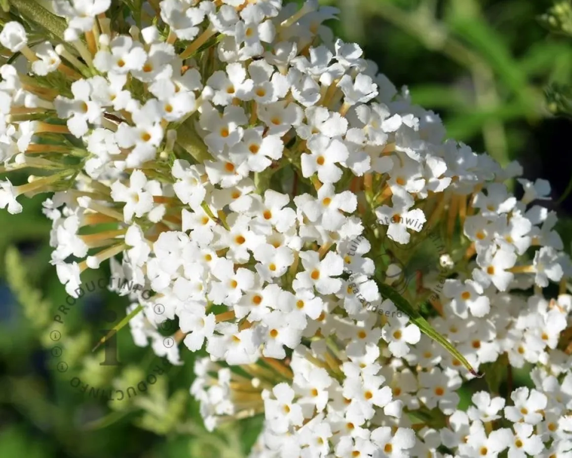 Buddleja davidii 'White Profusion'