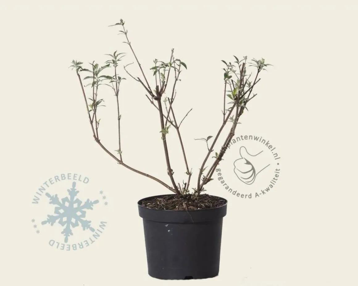 Buddleja davidii 'White Profusion'