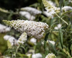 Buddleja davidii 'White Profusion' - XL