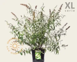 Buddleja davidii 'White Profusion' - XL