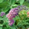 Buddleja weyeriana 'Flower Power'