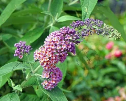 Buddleja weyeriana 'Flower Power'