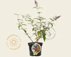 Buddleja weyeriana 'Flower Power'