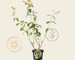 Buddleja weyeriana 'Sungold'
