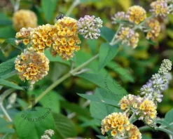 Buddleja weyeriana 'Sungold'