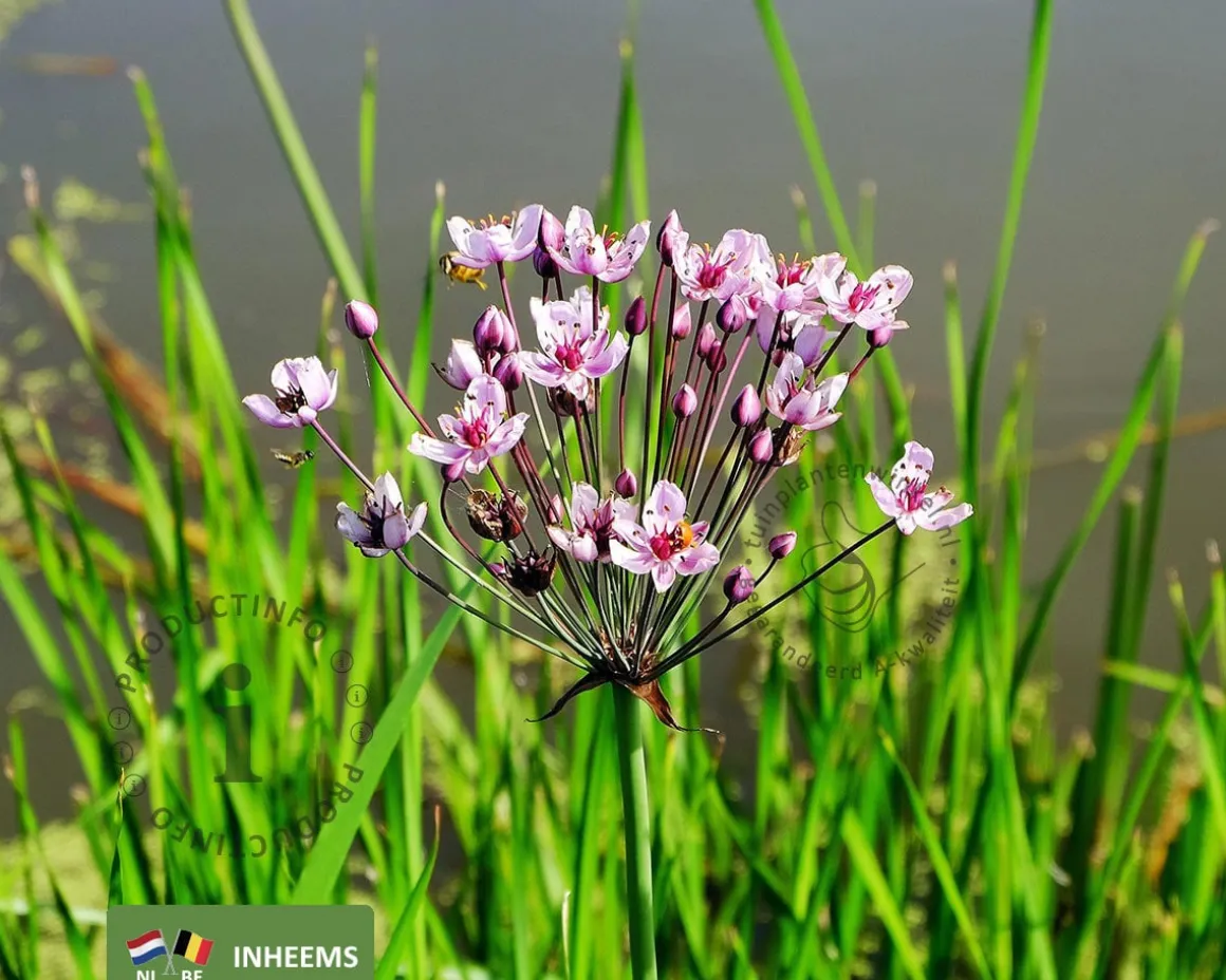 Butomus umbellatus