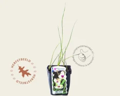 Butomus umbellatus 'Schneeweisschen'