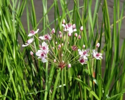Butomus umbellatus 'Schneeweisschen'
