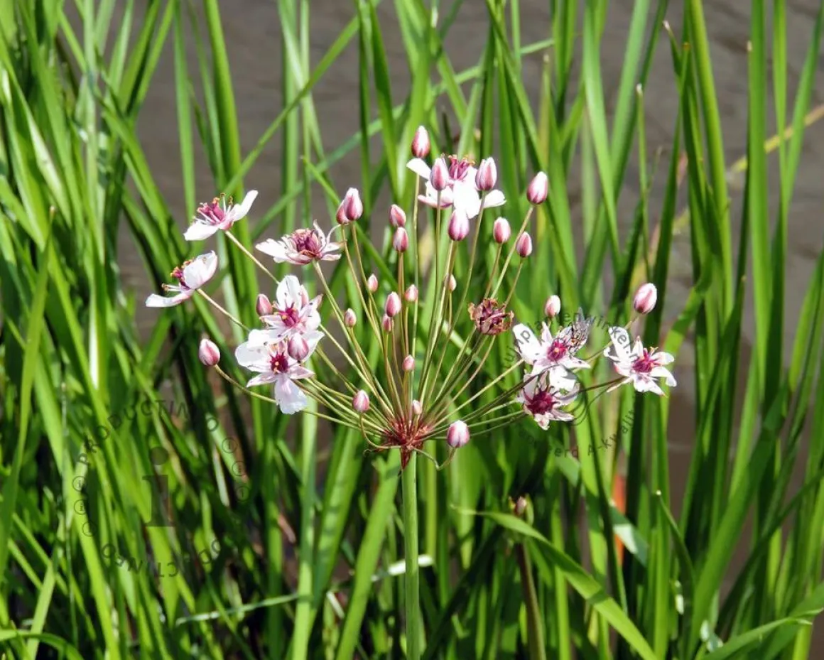 Butomus umbellatus 'Schneeweisschen'