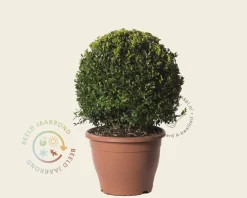 Buxus - bolvorm