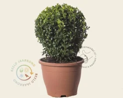 Buxus - bolvorm