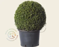 Buxus - bolvorm
