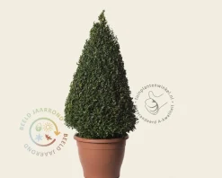 Buxus - kegelvorm
