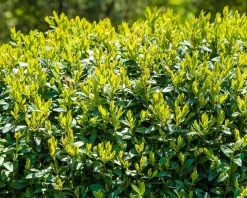 Buxus - kegelvorm