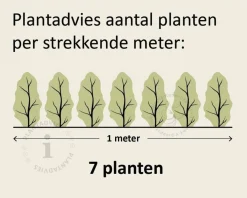 Buxus sempervirens - blote wortel