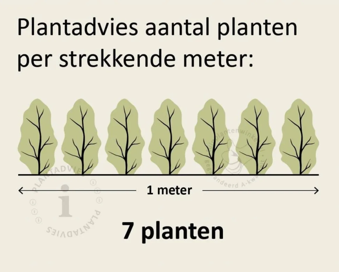 Buxus sempervirens - blote wortel