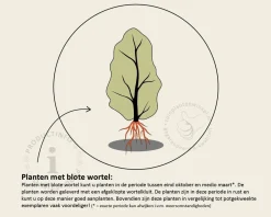 Buxus sempervirens - blote wortel